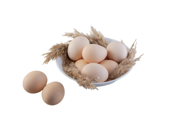 Produccion de huevos camperos