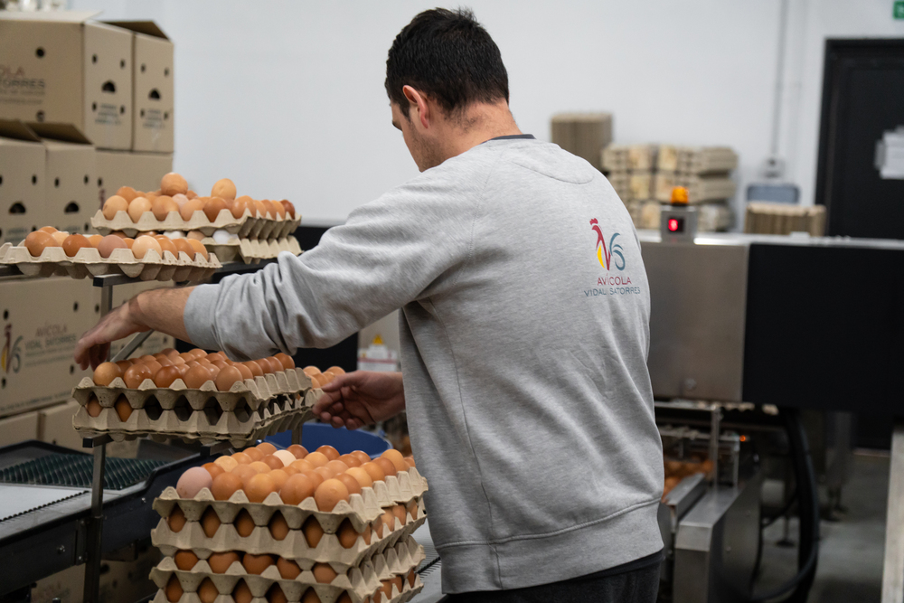 venta-huevos-baratos-valencia (18)