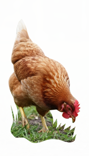 huevos camperos avicola vidal satorres y su gallina en el campo