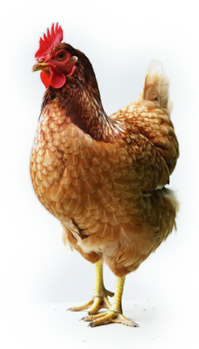 huevos ecológicos gallina