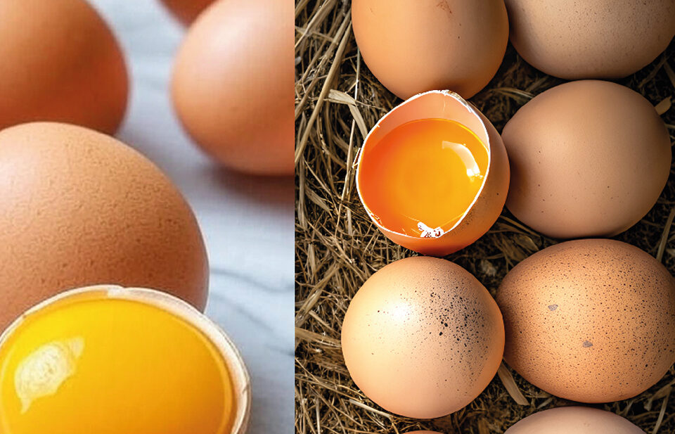 huevos en valencia de calidad de gallina y de codorniz bienestar animal