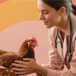 Huevos de calidad y Salud en las gallina gracias a Vacunas y cuidados diarios de nuestras gallinas ponedoras